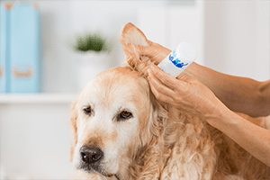 mycie uszu psa w warszawie