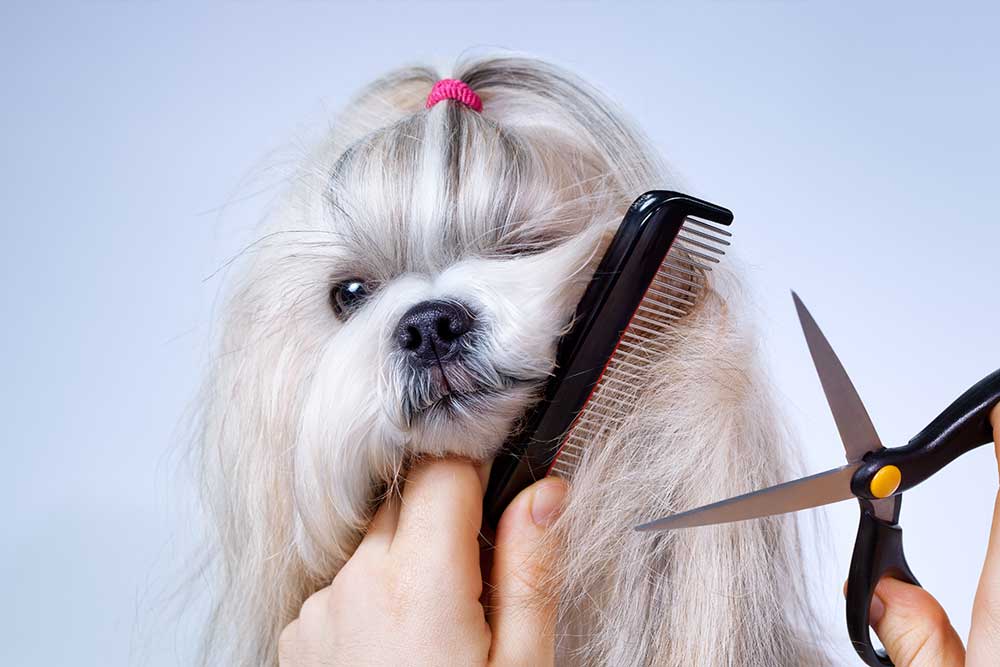 strzyzenie psi fryzjer warszawa srodmiescie grooming