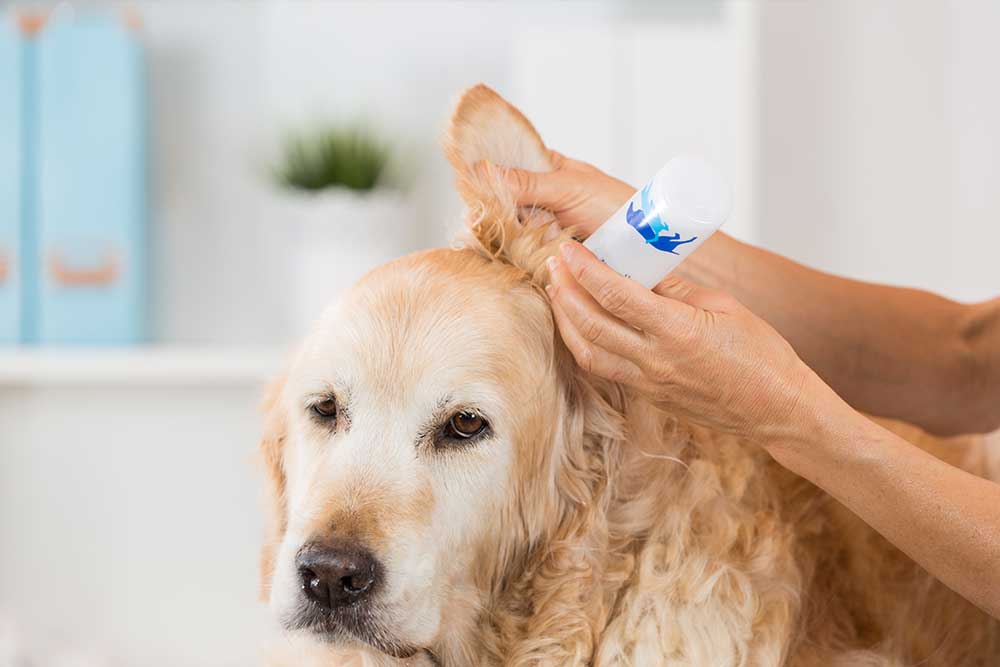 uszy uslugi czyszczenie uszu warszawa srodmiescie grooming psow malowany pies Al.Jana Pawła II 68