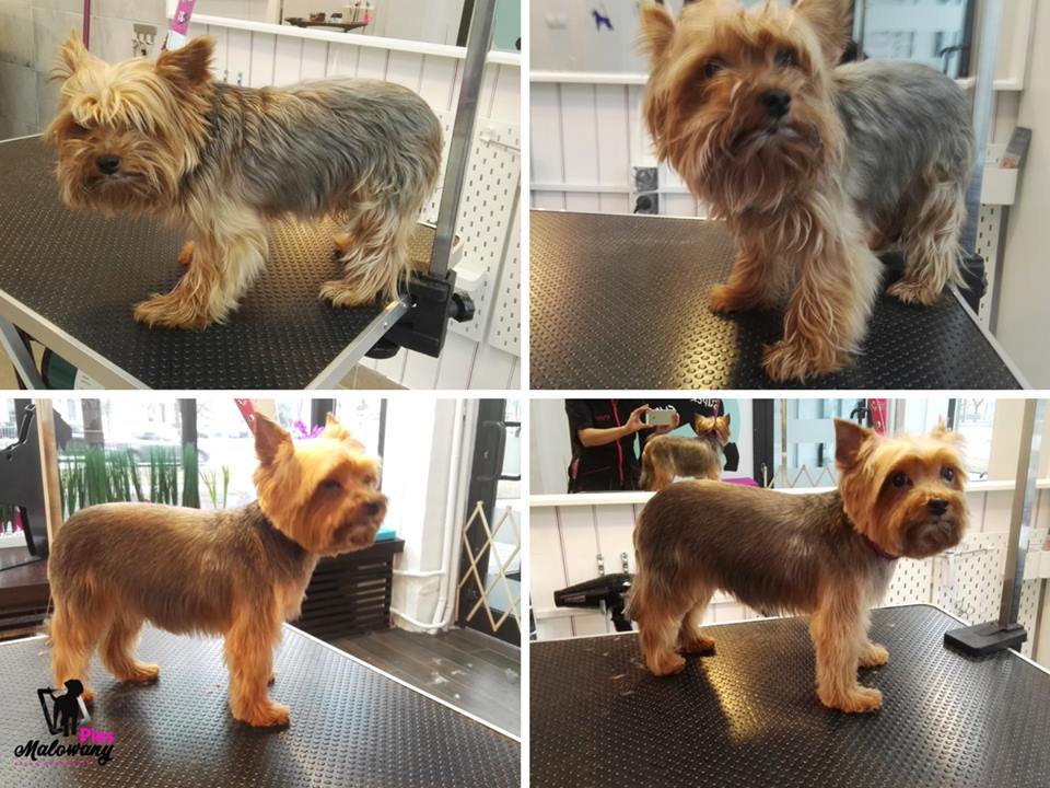 przed i po zabiegu psiego fryzjera w warszawie