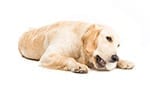 Labrador Retriver psi fryzjer warszawa salon dla psów spa dla psa