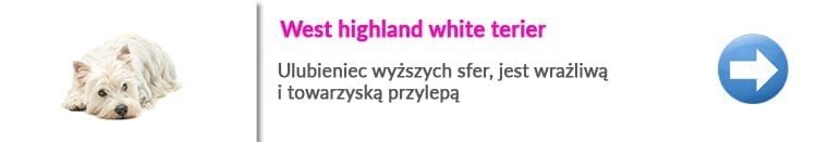 west highland white terier rasy psów w Warszawie