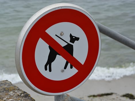 nie można psom zabraniać wchodzenia na plaże