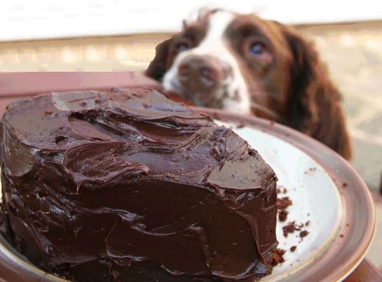psy nie mogą jeść czekolady