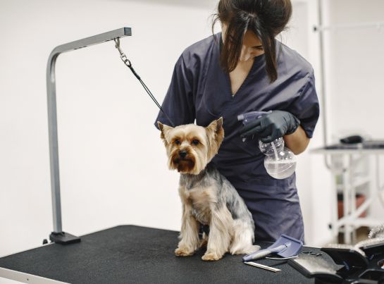 groomer Warszawa psi fryzjer